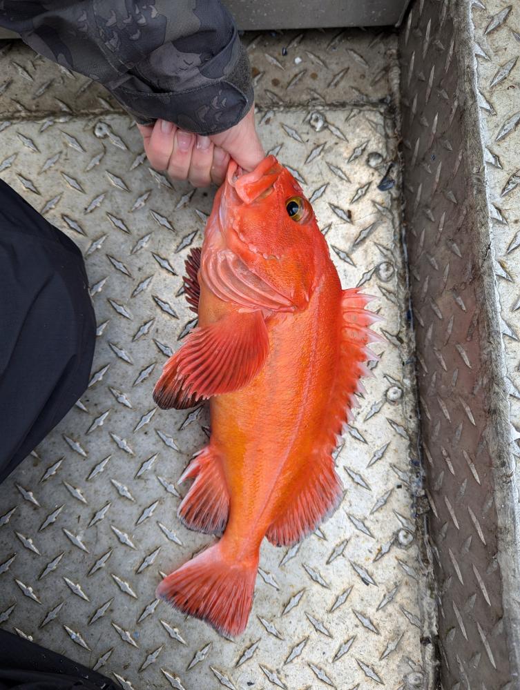 Rockfish, Yelloweye Amia Calva